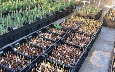 Vliegende start MGF III met deelname Hobaho